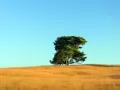 open picture: «Tree in the field»