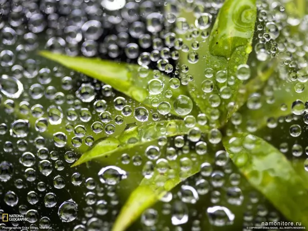 Dew on a Spider by Erika Skogg, Nature