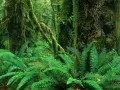 выбранное изображение: «Экзотический лес с папоротником»