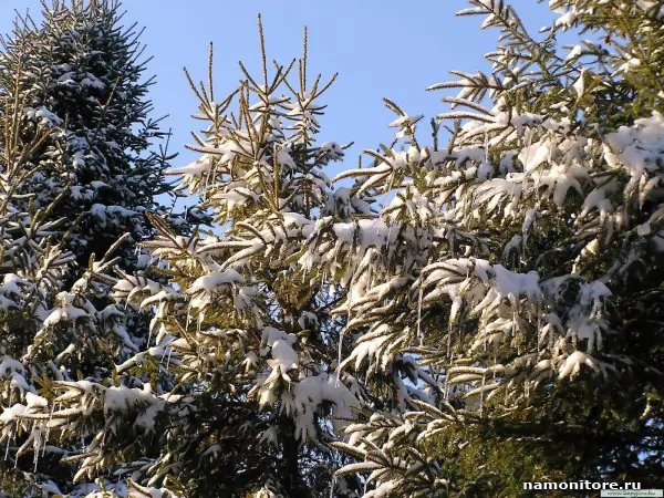 Fur-trees, Nature