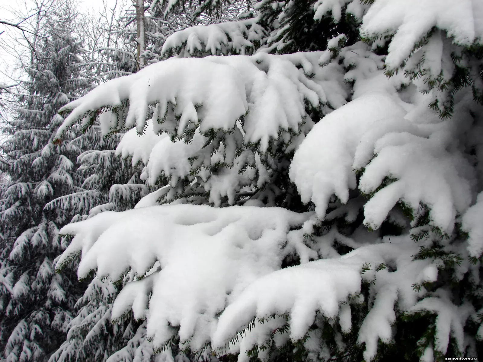 Снег лапы ели. Еловые лапы в снегу. Пушистый снег. Елка в снегу. Снежные еловые лапы.
