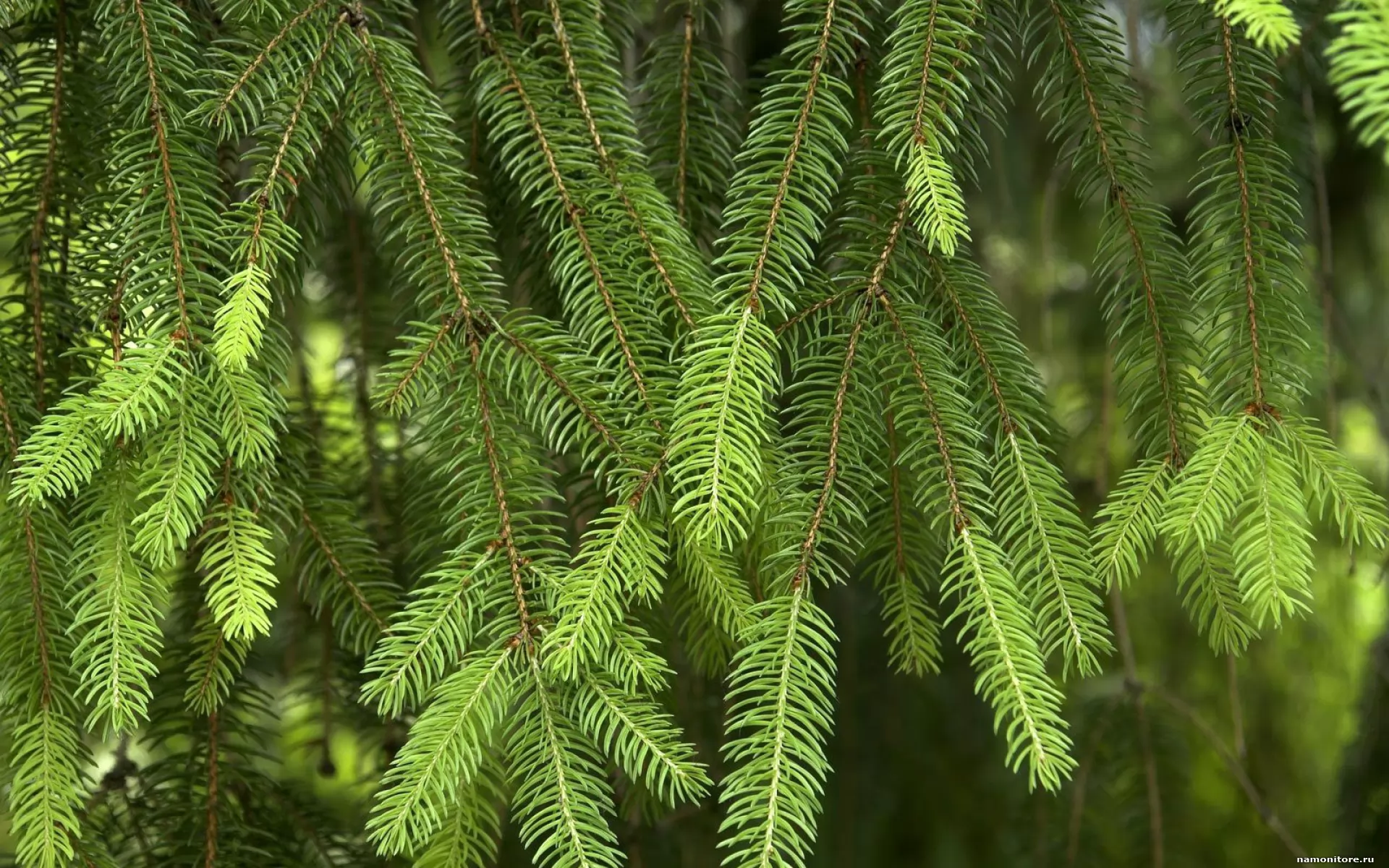 Fur tree