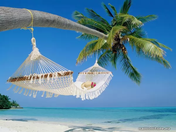 The Hammock on a palm tree, Nature