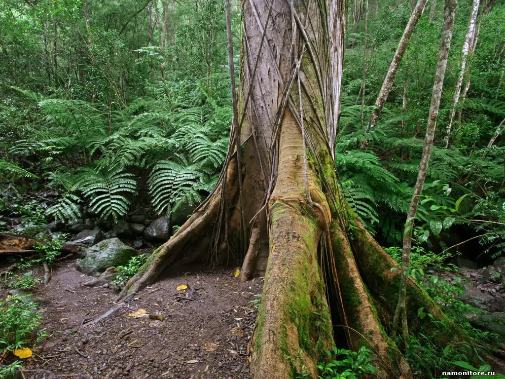 Гавайи. Mossy Roots, Along the Manoa Falls Trail, Америка, зеленое, лес, природа, тропики х