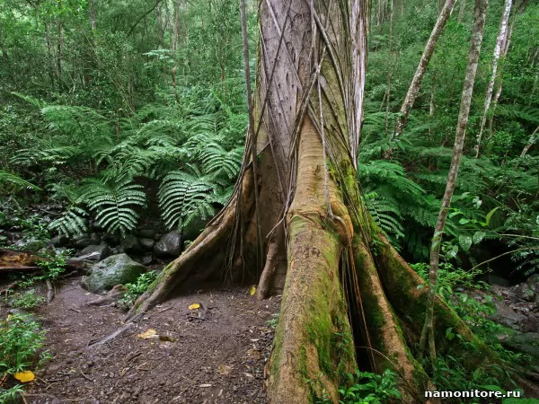 Hawaii. Mossy Roots, Along the Manoa Falls Trail, Nature