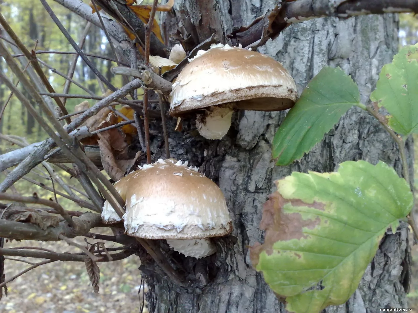 грибы которые растут под тополями фото