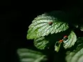 open picture: «Group of ladybirds»