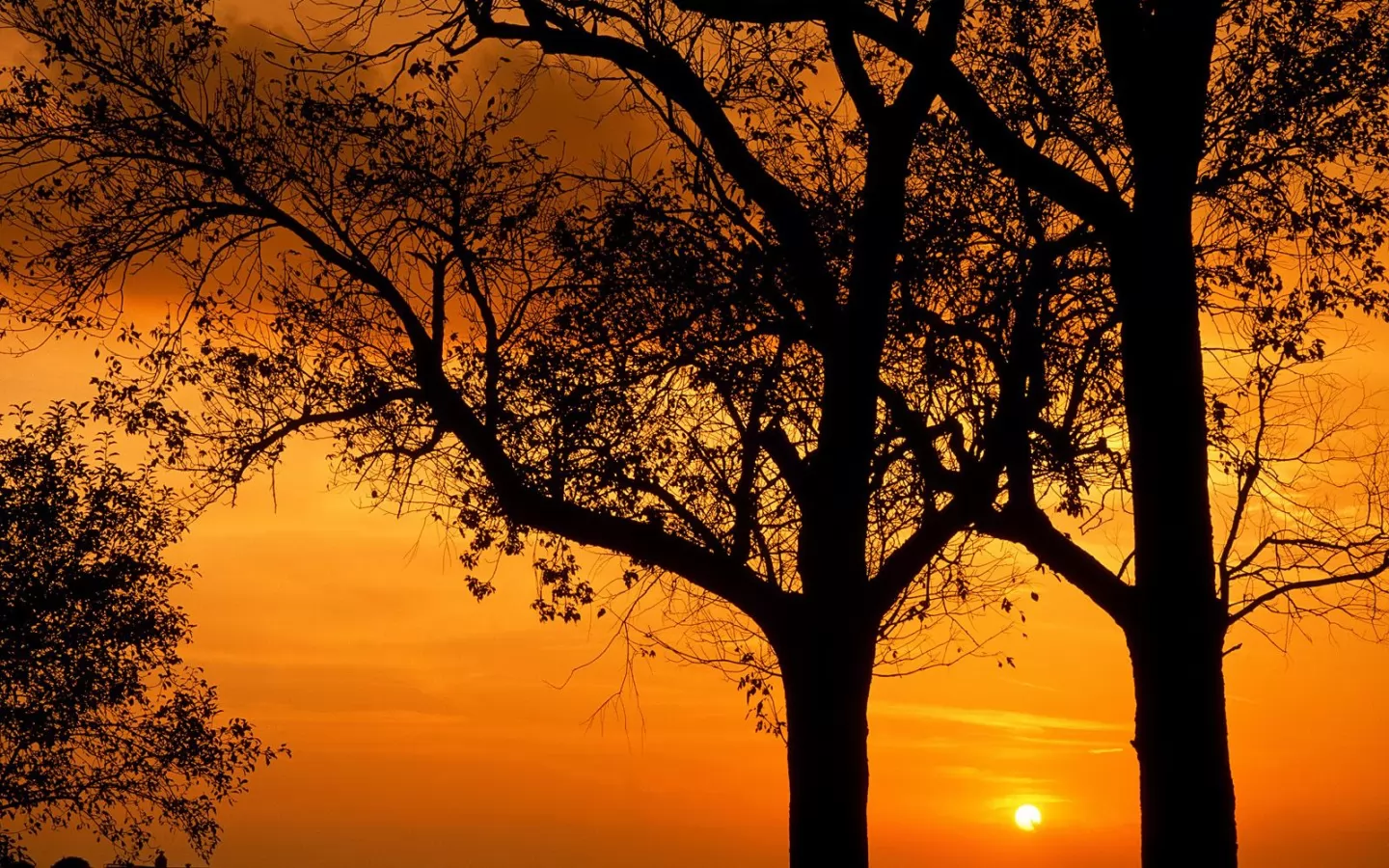 . Elm Trees at Sunset, , , ,  