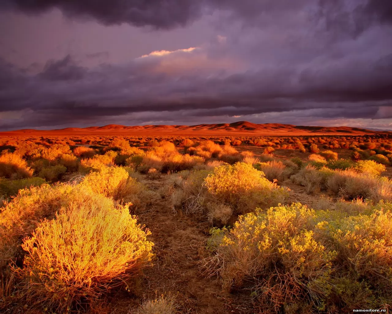 . Antelope Valley Poppy Reserve, , ,  
