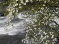 open picture: «California. Pacific Dogwoods Over the Merced River»