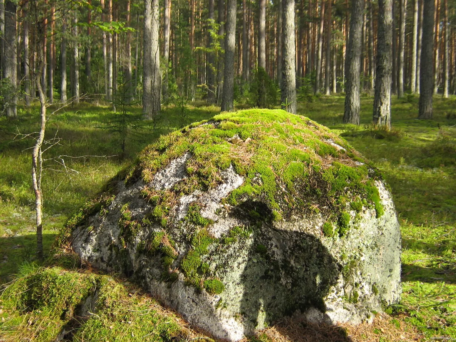 Камень в лесу. Карелия камни мох. Валун в лесу. Большой камень в лесу.