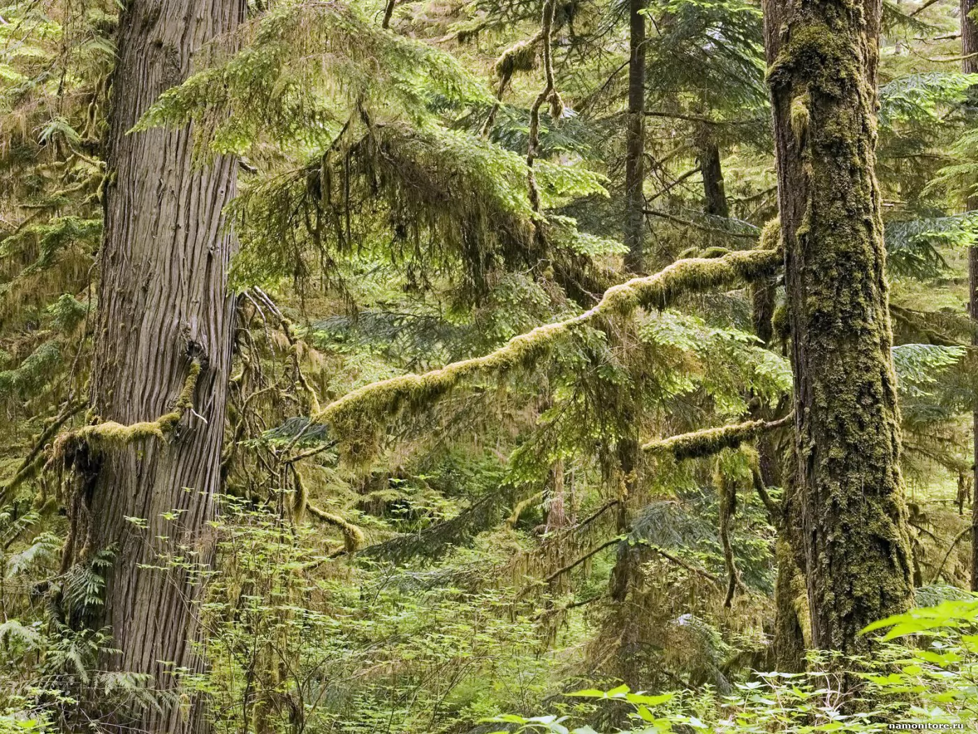 . Old Growth Rainforest, Pacific Rim Nationa, , , ,  