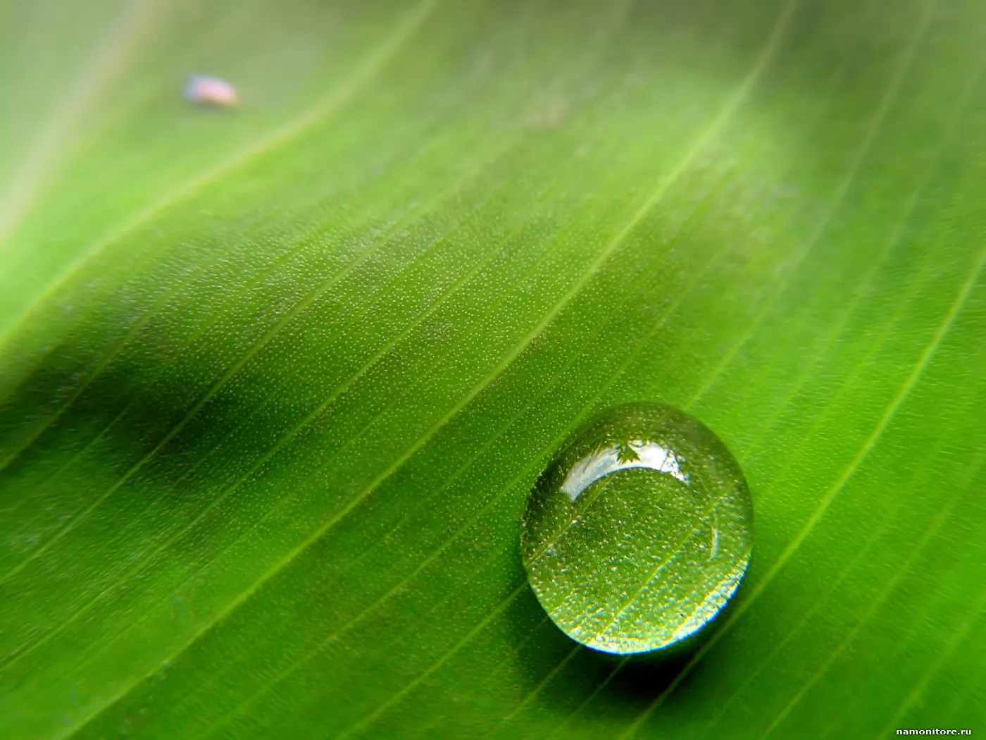 Droplet, best, green, nature x