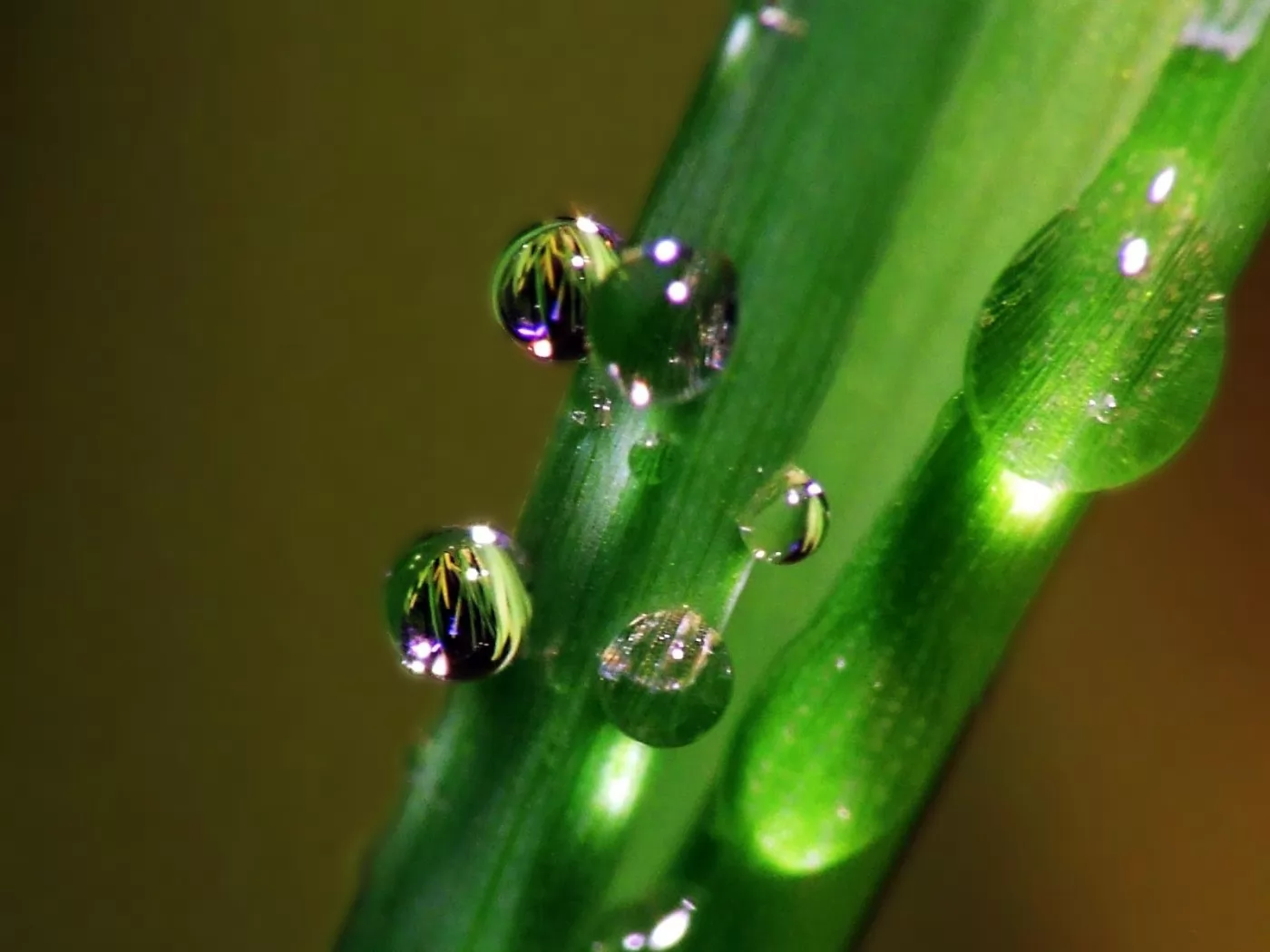 Роса картинка для детей. Трава макросъемка. Капли на траве. Роса на траве фото. Какая была роса на траве.