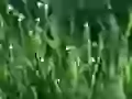 Drops on a grass