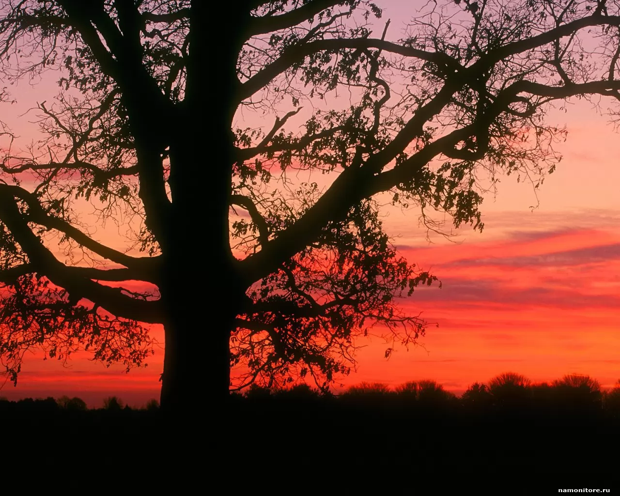 . Oak Tree at Dawn, Oldham County, , , , ,  