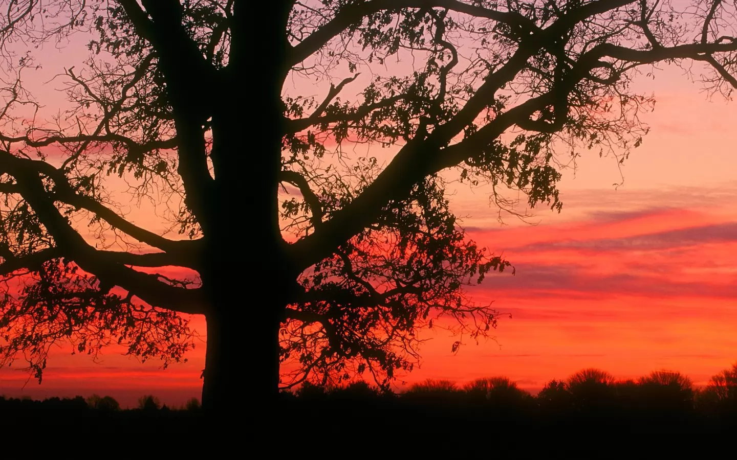 Деревья на фоне красного неба
