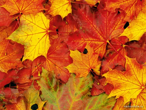 Maple leaves, Nature