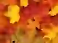 Maple leaves
