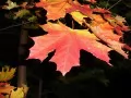 open picture: «Maple leaves»