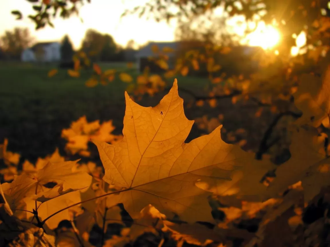 Maple leaves, autumn, golden, nature, yellow x