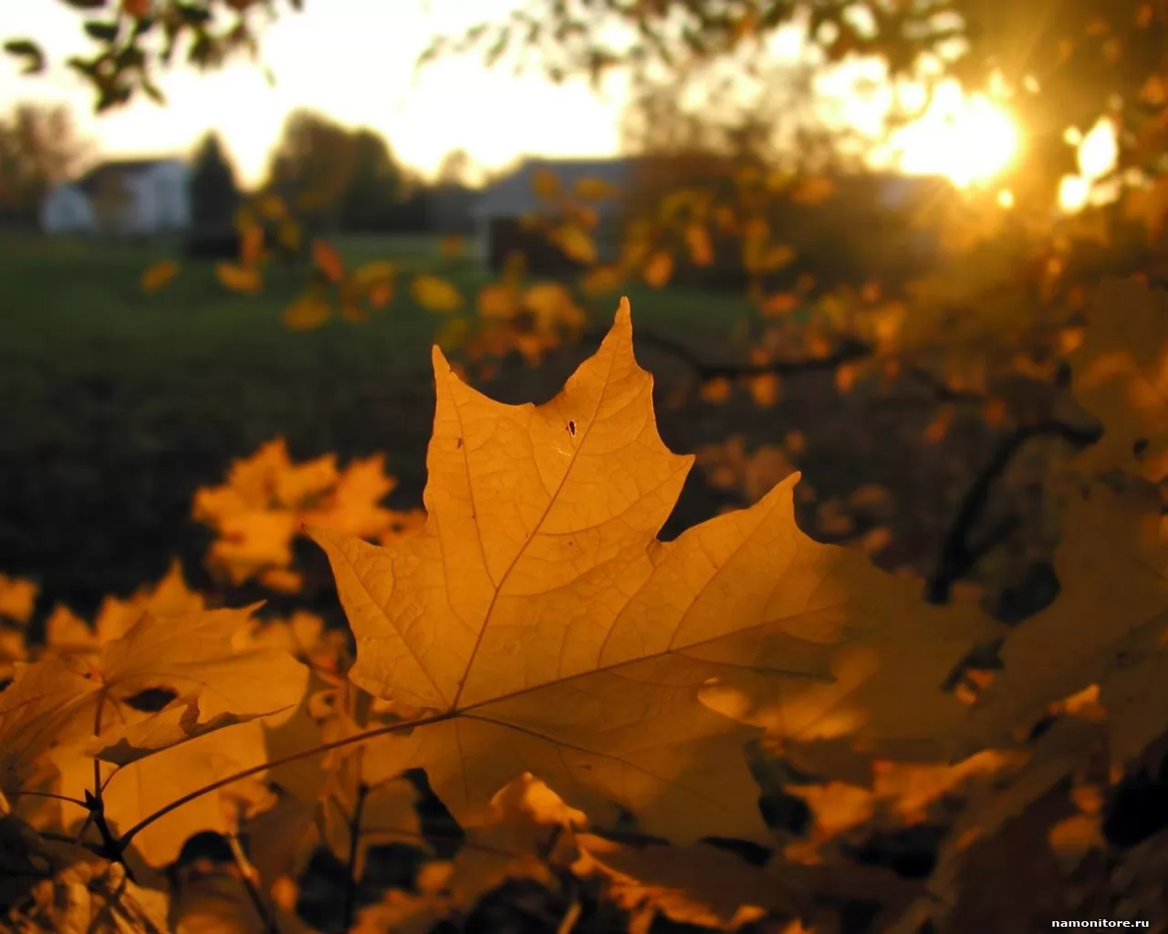 Maple leaves, autumn, golden, nature, yellow x
