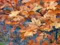 выбранное изображение: «Кленовые листья на ветру»