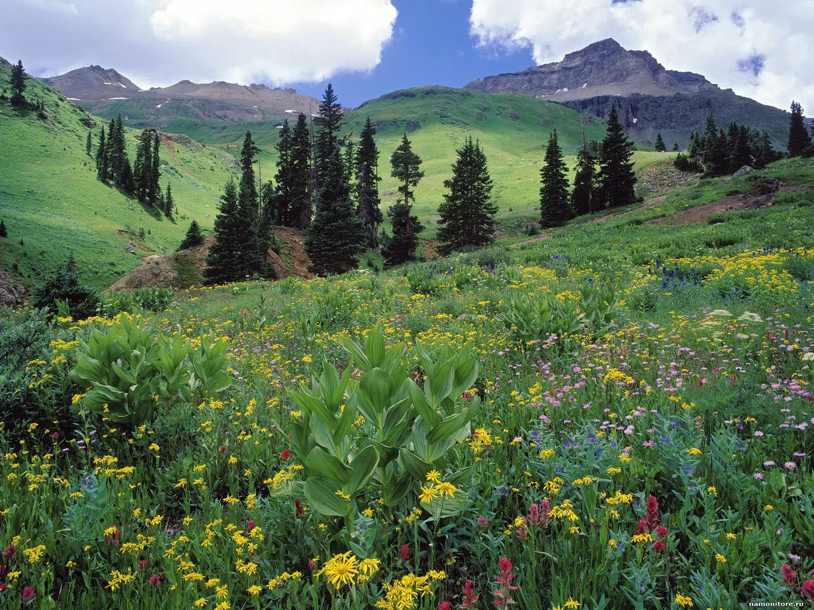 . Alpine Meadow of Sneezeweed, , , ,  