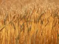 open picture: «wheat»