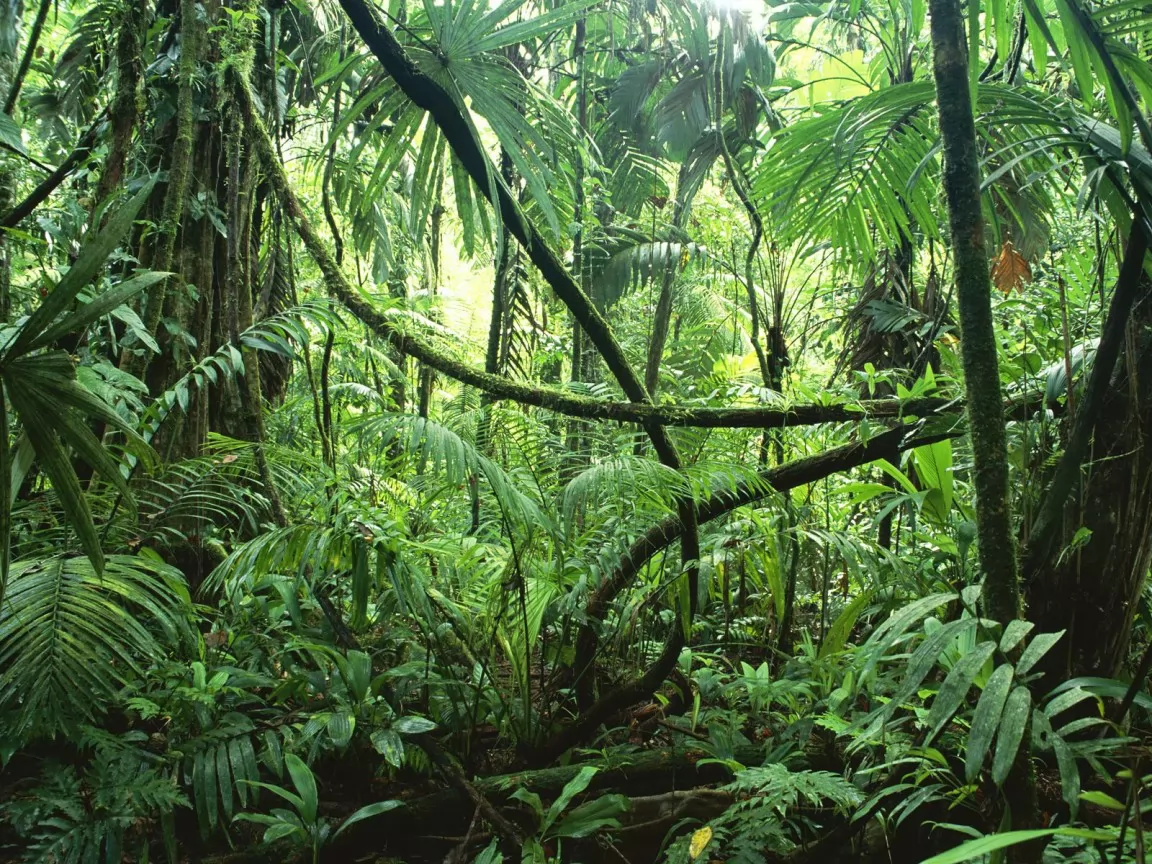 -. Lianas in Interior of Lowland Rainfore, , ,  