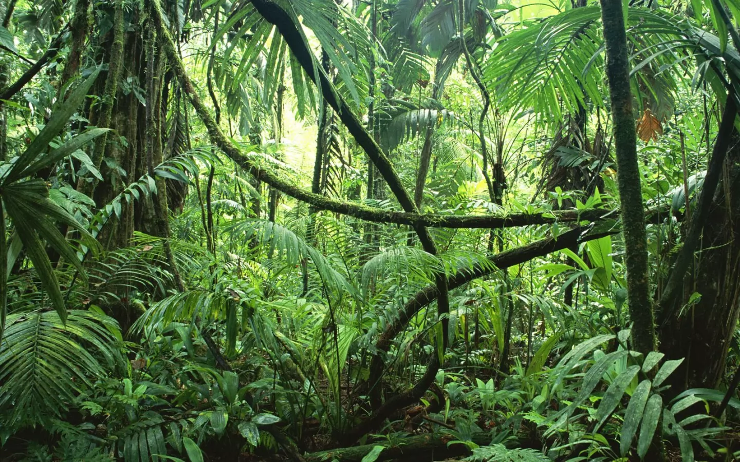 -. Lianas in Interior of Lowland Rainfore, , ,  