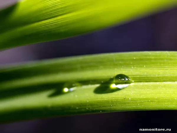 Large drops of dew, Nature