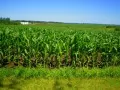 open picture: «Corn field»