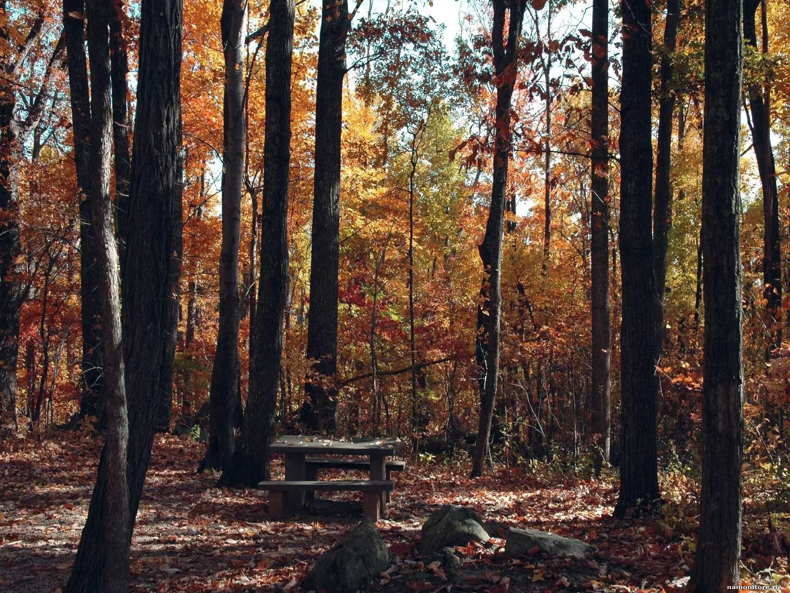 Осень в лесу Гонтарь