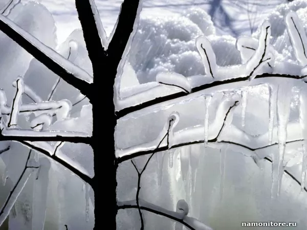 The Ice tree, Nature