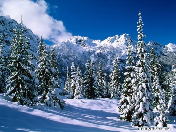 Лес в снегу, Природа