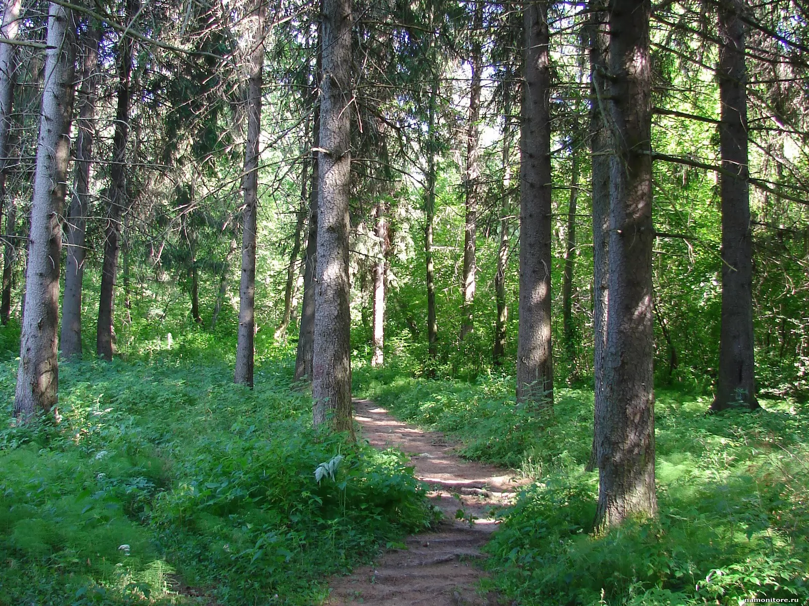 Вологодская область Диковский лес
