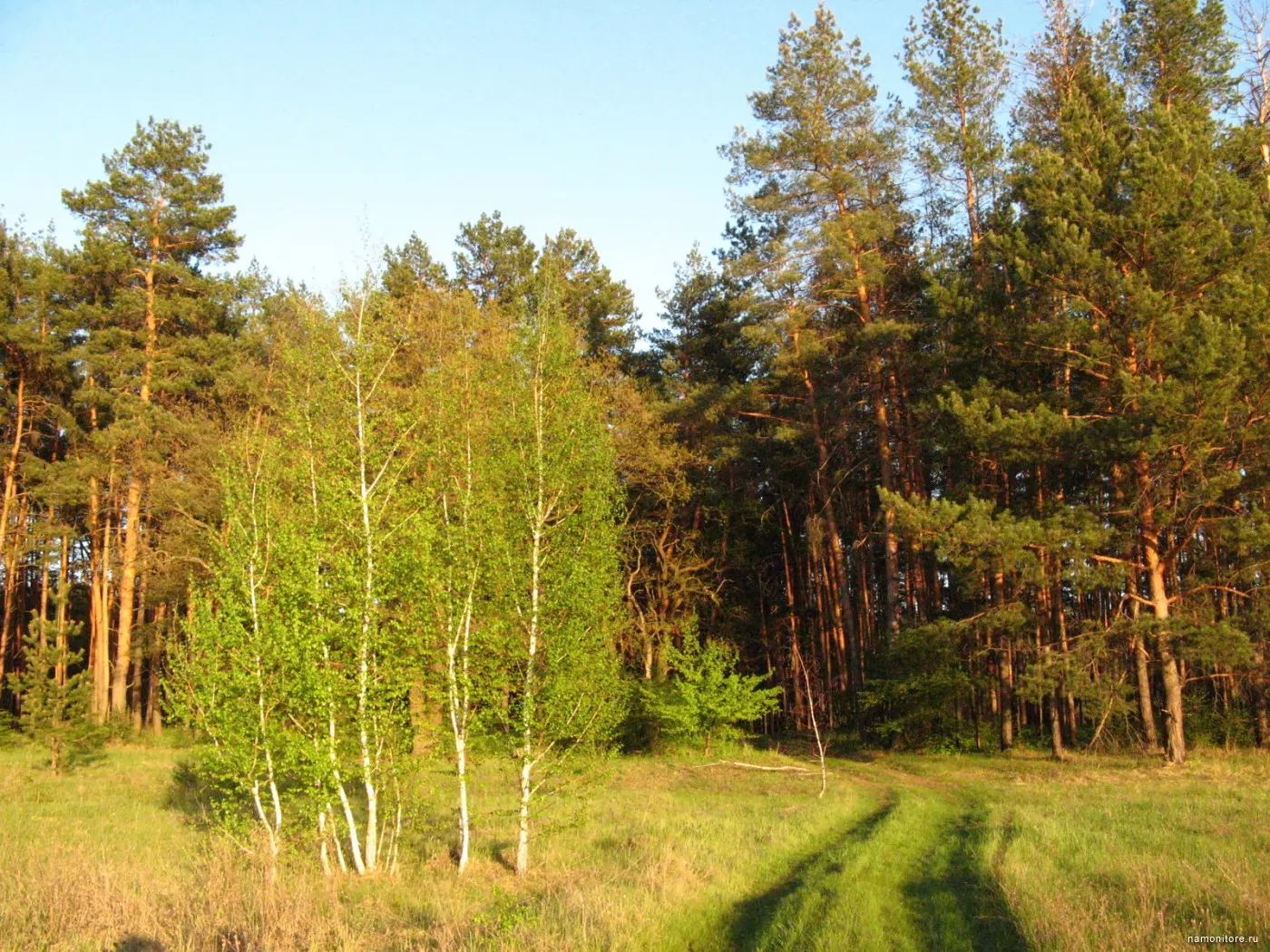 Улица лес. Леса Раменского района. Сосновый Бор ул Лесная. Пинтерес лес Подмосковья. Береза меньше сосны.