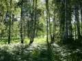 выбранное изображение: «Лесной пейзаж»