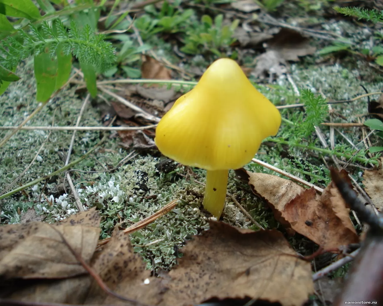 Маленькие желтые грибы