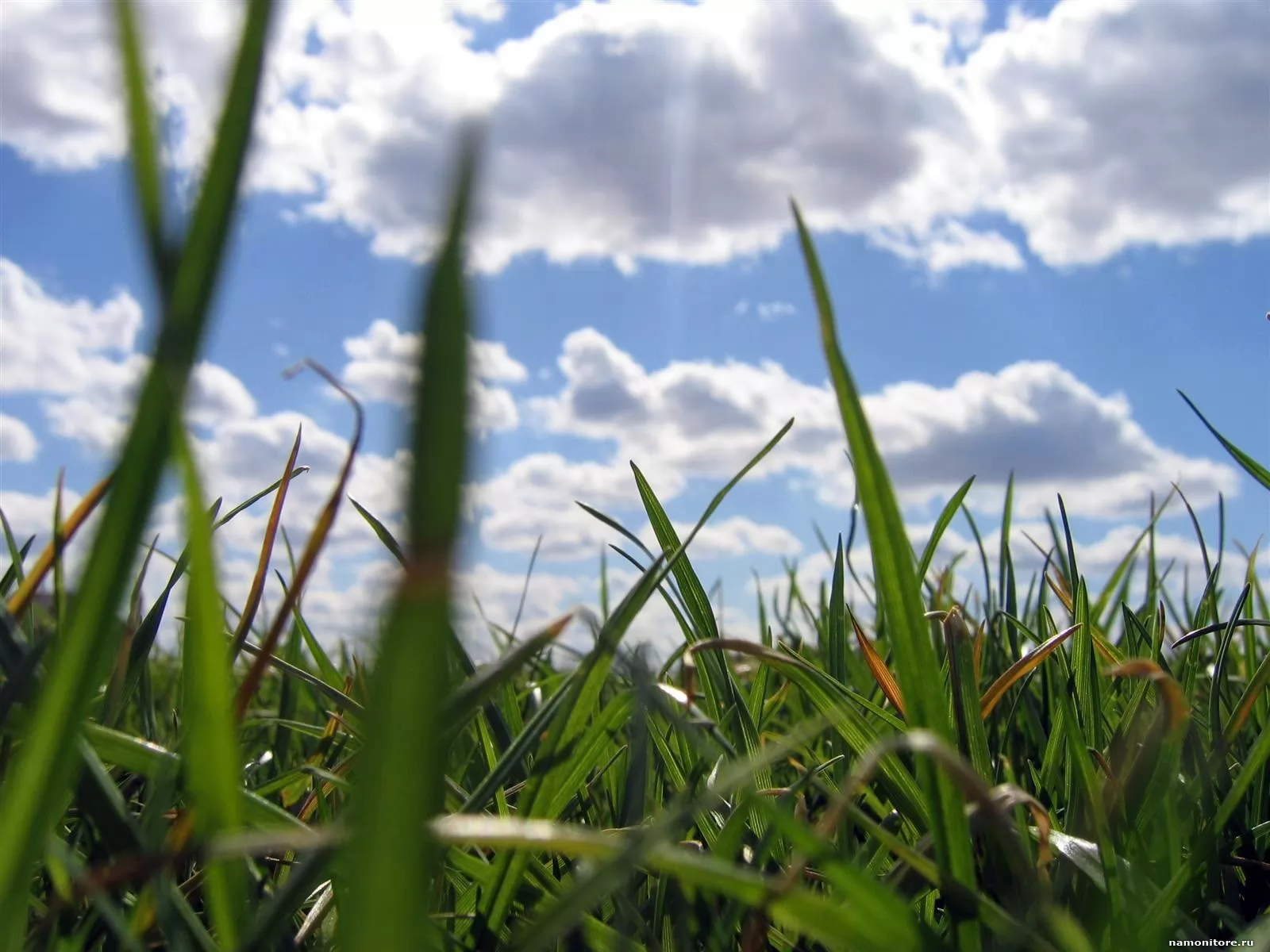 Песня голубое небо зеленая трава. Природа трава. Зеленая трава. Природа трава и небо. Голубое небо и трава.