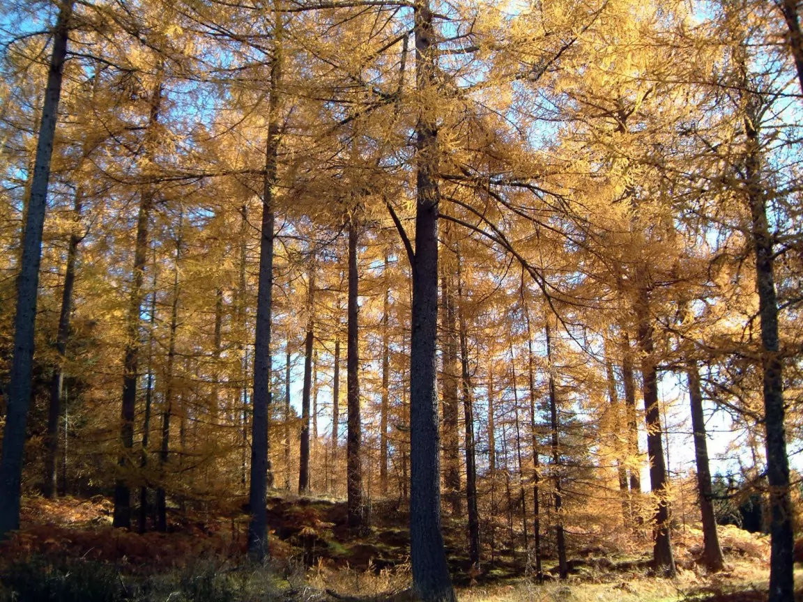 Larches, autumn, forest, nature x