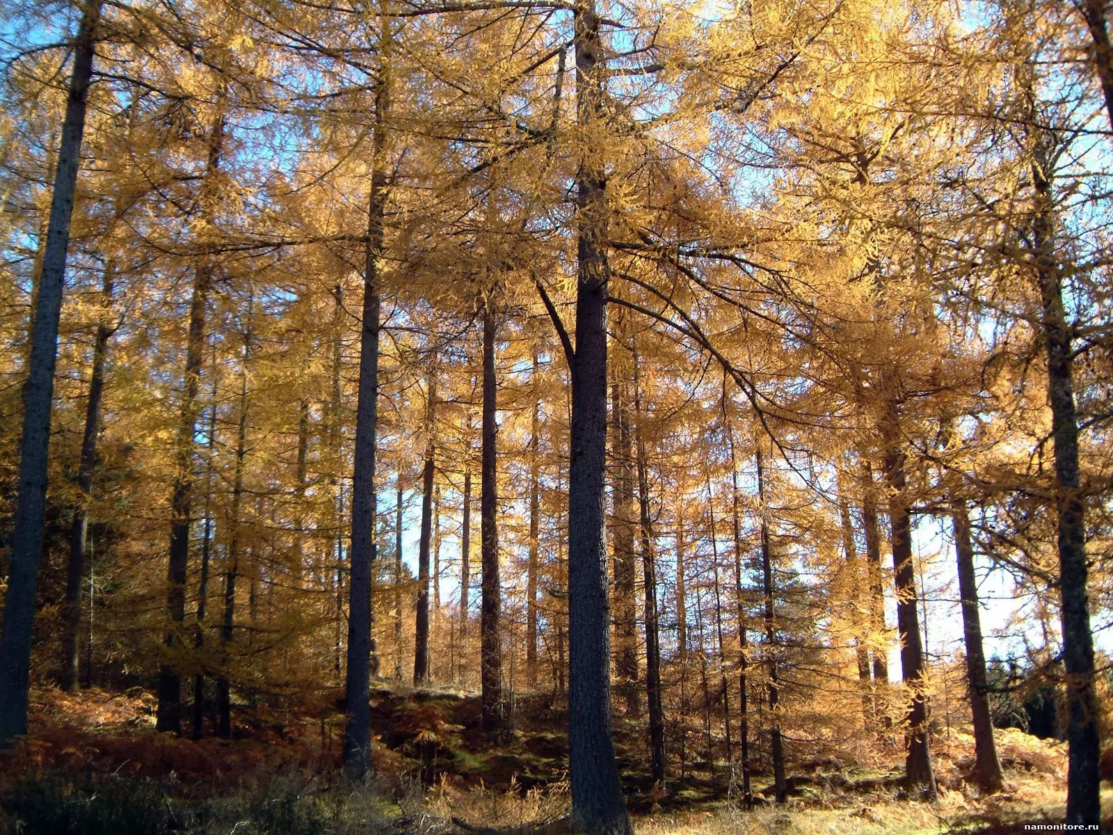 Larches, autumn, forest, nature x