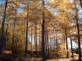 current picture: «Larches»