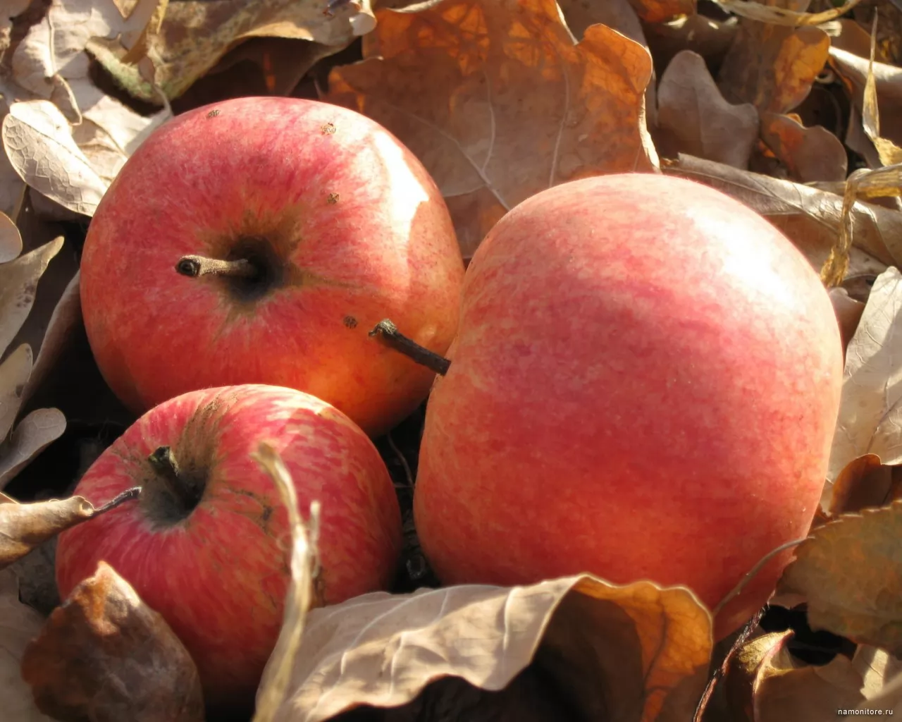 Листья и яблоки, еда, красное, природа, фрукты х