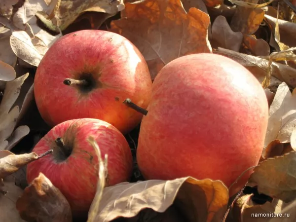 Листья и яблоки, Природа