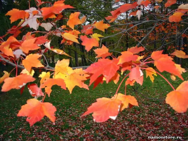 maple Leaves, Nature
