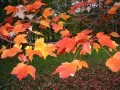 выбранное изображение: «Листья клена»