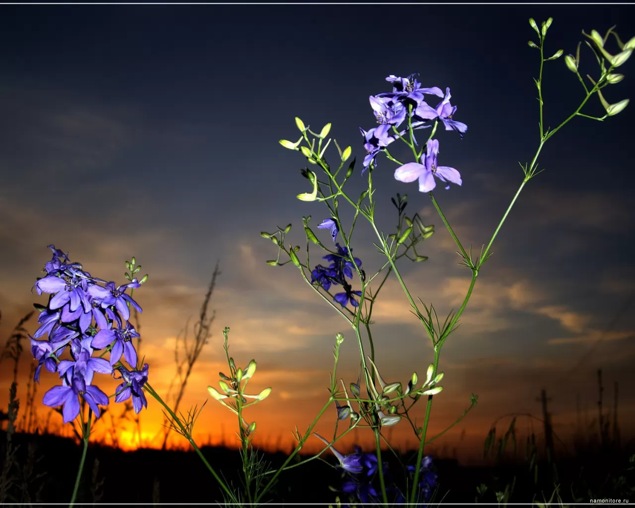 Meadow beauty, dark blue, flowers, nature, sunsets x