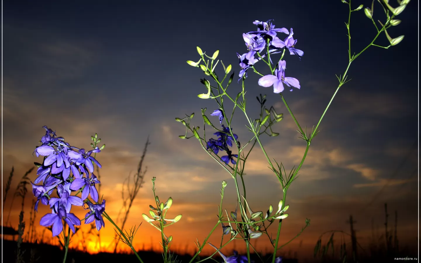 Meadow beauty, dark blue, flowers, nature, sunsets x